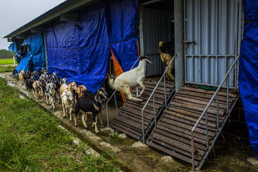 A herd of goats enter a farm building from the fields at Cat Ngoc cattle farm which also farms goats, cows, chicken, pigs among other cattle in Tan Dinh village, Wai Winh commune, Quang Ninh District.