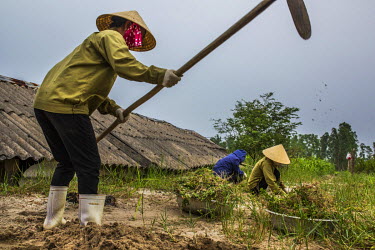 Workers harvesting food for the cattle at Cat Ngoc farm in Tan Dinh village, Wai Winh commune.