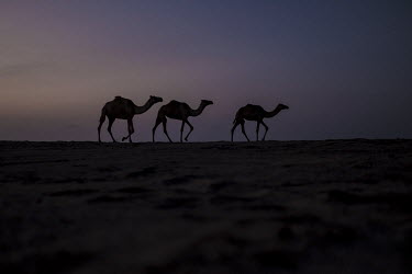 Camels walk along the beach in Berbera. Livestock, including camels, sheep and cattle, are among Somaliland's most important exports.