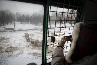 Tourists take pictures of tigers while traveling through their habitat in a bus at the Heilongjiang Siberian Tiger Park.