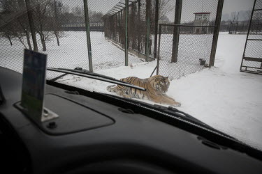 A tiger ignores an approaching tourist bus at the Heilongjiang Siberian Tiger Park.