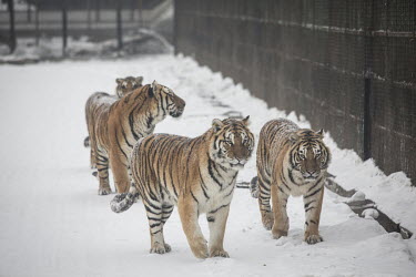 Tigers at the Heilongjiang Siberian Tiger Park.