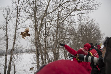 A woman tosses a live chicken that she purchased for 60 RMB (10 USD) as her friends prepare their cameras to get an action shot at the Heilongjiang Siberian Tiger Park.