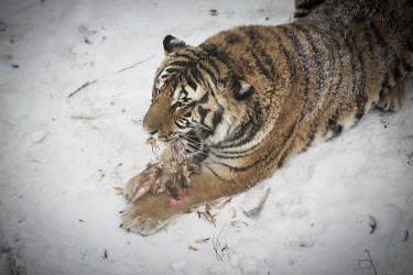 A tigers devours a chicken that a tourist purchased for 60 RMB (10 USD) at the Heilongjiang Siberian Tiger Park.