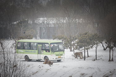 Tourists take pictures of tigers while traveling through their habitat in a bus at the Heilongjiang Siberian Tiger Park.