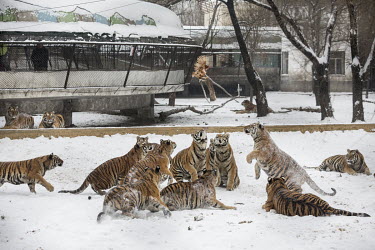 A pack of tigers lunge at a live chicken dropped from a cage into the tiger enclosure at Heilongjiang Siberian Tiger Park. A tourist purchased the bird for 60 RMB (10 USD).