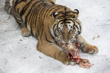 A tiger munches a chicken that was dropped live from a cage into the tiger enclosure at Heilongjiang Siberian Tiger Park. A tourist purchased the bird for 60 RMB (10 USD).