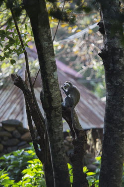 A money sits in a tree in forested land around Robit Bahita church.  Forest land surrounding churches have become islands of biodiversity in seas of agriculture, the last remnants of a once-expansive...