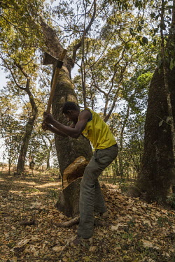 A man chops down the remains of a damged tree in the forested church yard of Amba Giorgis.   Forest land surrounding churches have become islands of biodiversity in seas of agriculture, the last remna...