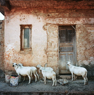 Sheep stand in the shadow of a building beside the main road.