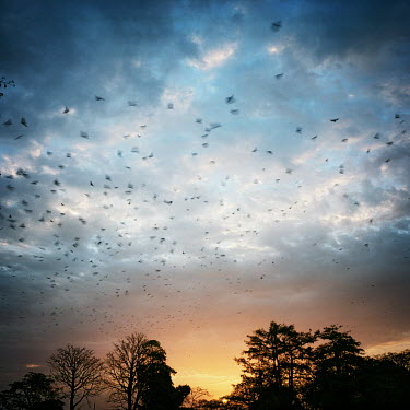 The dawn sky filled with fruit bats as they return to their roost.