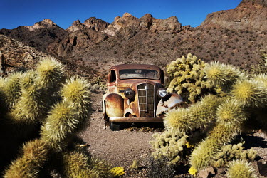 Cacti surround an abandoned old car rusting in Eldorado canyon.