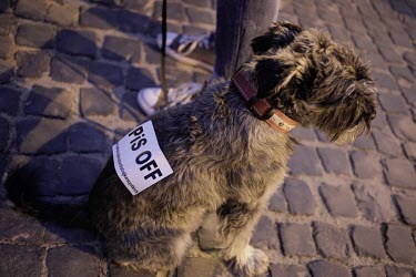 A dog with a sign reading 'PiD OFF', referring to the ruling Law and Justice party (PiS) at a rally in front of the Supreme Court to protest against the unconstitutional reform carried through parliam...