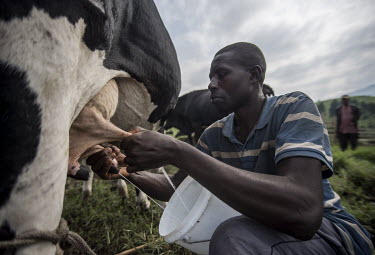 A farm worker milks a cow by hand at a dairy farm that supplies a nearby cheese-making business.