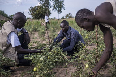 Soro Steward (32) a South Sudanese refugee and field officer for Caritas, inspects tomato plants in a farmer field school in Bidibidi refugee camp.