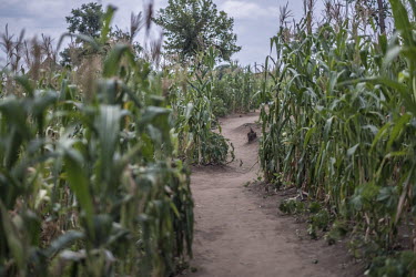 A path runs between maize fields in Bidibidi refugee camp where each family is allocated a plot of land to farm.