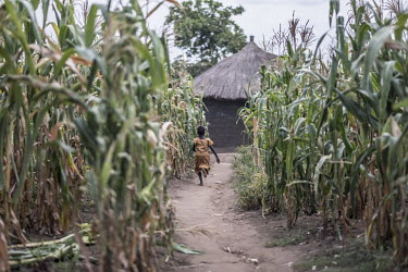 A refugee child runs along a path between maize fields in Bidibidi refugee camp where each family is allocated a plot of land to farm.
