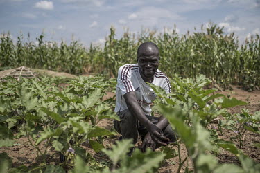 Malis Justin, a 32 year old refugee from South Sudan in a field of crops at his new home in Bidibidi refugee camp where the family arrived in September 2016. When fighting erupted in his village, he w...