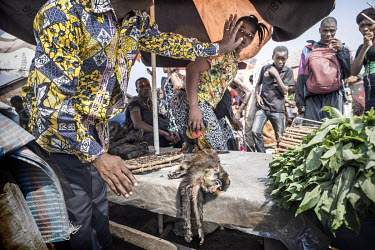 A dead monkey (red-tailed) for sale in a market. In an attempt to prevent the spread of Ebola, the local government banned the trade in bush meat, and particularly monkey meat. However, the sale of wi...