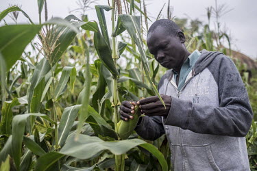Malis Joseph, a refugee from South Sudan, checks crops in his plot of maize in Bidibidi refugee camp. He supports three wives, 21 of his own children and five unaccompanied nephews and nieces orphaned...