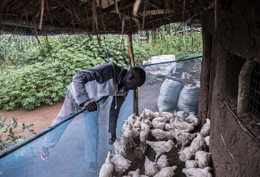Malis Joseph, a refugee from South Sudan, inspects chickens owned by a collective in Bidibidi refugee camp. He supports three wives, 21 of his own children and five unaccompanied nephews and nieces or...