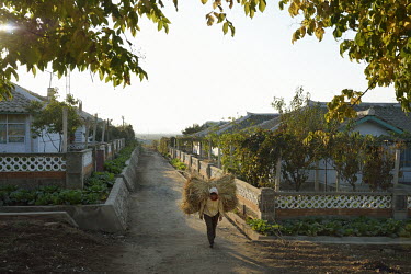A woman carries a load of straw on her back at the Migok cooperative farm near Pyongyang.