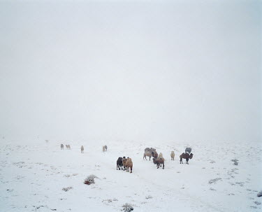 A herd of camels heads out onto the snow covered steppe to graze. They have developed a thick fur which can be shorn and made into clothing.