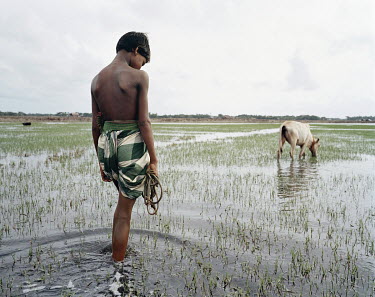 A young man walks through a rice paddy field with his cow. As sea levels rise in the Sundurbans, rice cultivation is being replaced by shrimp farming.