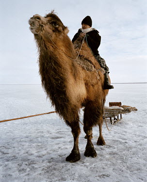 A man sits astride his Bactrian camel as he separts for a day of fishing on the Aral Sea. The camel can only walk on ice if it is covered with snow. Otherwise, his hooves slide on the ice.
