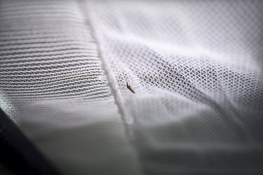 An adult Anopheles mosquito resting on surface of net at the KEMRI/CDC research institute, laboratories and insectaries.