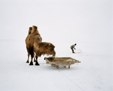 A man drops his nets through a hole in the ice into the waters of the Aral Sea. In the foreground, his Bactrian camel, who carried the fisherman and his equipment to the spot, rests and eats its fodde...