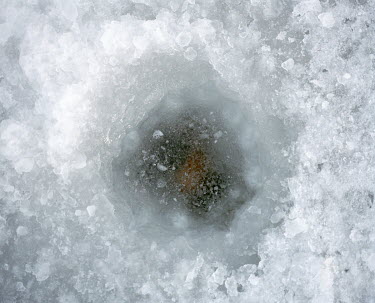 A fishing hole cut through the ice covering the Aral Sea.