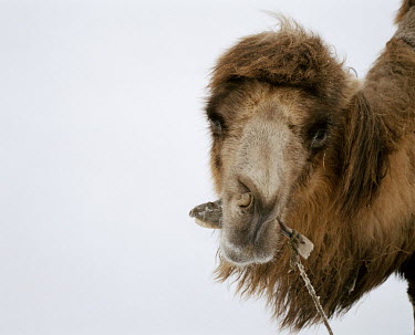 A fisherman's camel eats a flat fish (kambala) caught by its owner in the Aral Sea.