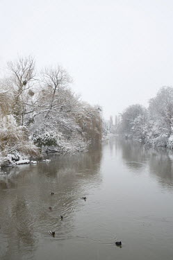 Ducks swim in a river in the Robertsau district following a big snowfall during the Christmas holidays.