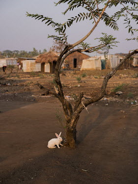 A rabbit beside a tree in the Bidibidi refugee settlement.