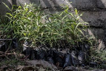 Saplings await planting at a distillery where, once grown, their wood will be used for fuel for the distillery's furnaces which produce ylang ylang oil. The furnaces consume vast amounts of wood, cont...