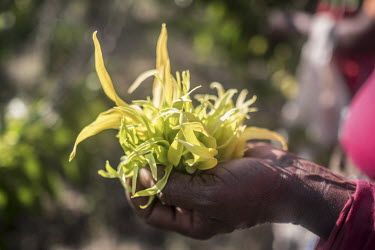 A worker in a ylang ylang distillery displays a handful of freshly picked flowers. The oil distilled from the ylang ylang flower is a key ingredient in luxury perfumes and some cosmetics as well as be...