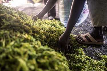 A worker gathers freshly picked ylang ylang flowers for distillation. The oil distilled from the flower is a key ingredient in luxury perfumes and some cosmetics as well as being popular for alternati...