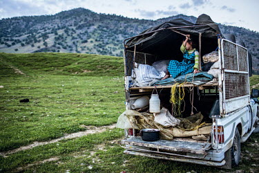A Bakhtiari nomad girl sits in the back of a truck where she has slept the night with some of the suckling lambs during the annual migration of the Bakhtiari and their livestock.