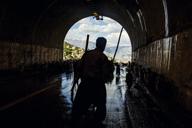 A Bakhtiari nomad drives his herds of sheep and goats through a road tunnel on the road to Koohrang. For Bakhtiari men, transhumance means walking with their livestock for 20 days. The women and child...