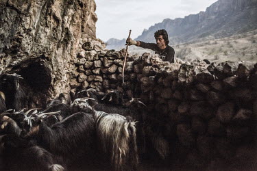 A Bakhtiari nomad tends to his goats at the camp where the Hossein family migrates to every year. It is at the foot of a mountain where there is a natural enclosure for their livestock.