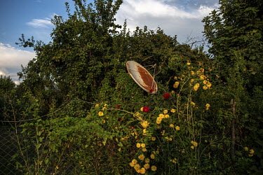 A rusting satellite dish sitting among the weeds and flowers in a garden.
