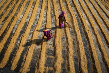 Women sweep grains of drying rice into mounds at a rice mill.