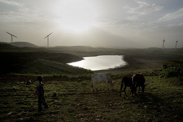 A woman watches over cattle grazing near the wind turbines of the Ashegoda wind farm.