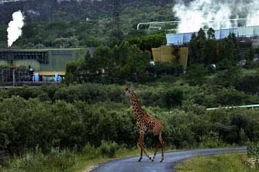 A giraffe walks across a road near Olkaria geothermal energy plant in Hells Gate National Park near Lake Naivasha, Africa's largest geothermal project.