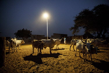 Solar powered street lights illuminate cattle in the village of Diallo Waly.