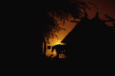 The light of the SENELEC power dispatch station illuminates animals in a dark area of the village of Diallo Waly.