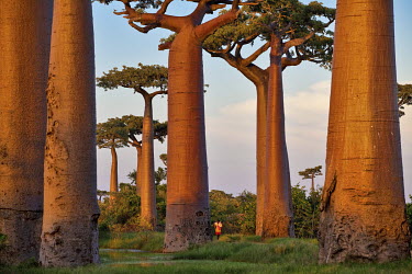 A man walks through a forest of baobab (Adansonia Grandidieri).