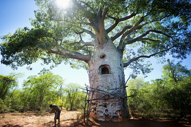 A baobab (Adansonia Za) that has been hollowed out and used as a cistern for storing water during droughts. Each baobab can hold about 9000 litres of water and are owned by the family that made it, al...