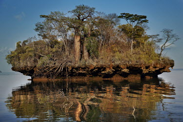 Baobabs grow on an island in the Bay of Maramba made of limestone formations called 'Tsingy' in Malagasy.
